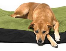 washable dog beds